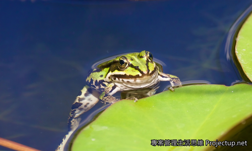 《關鍵突破》選摘：利器三──和自己較量，做好小池塘裡的大青蛙